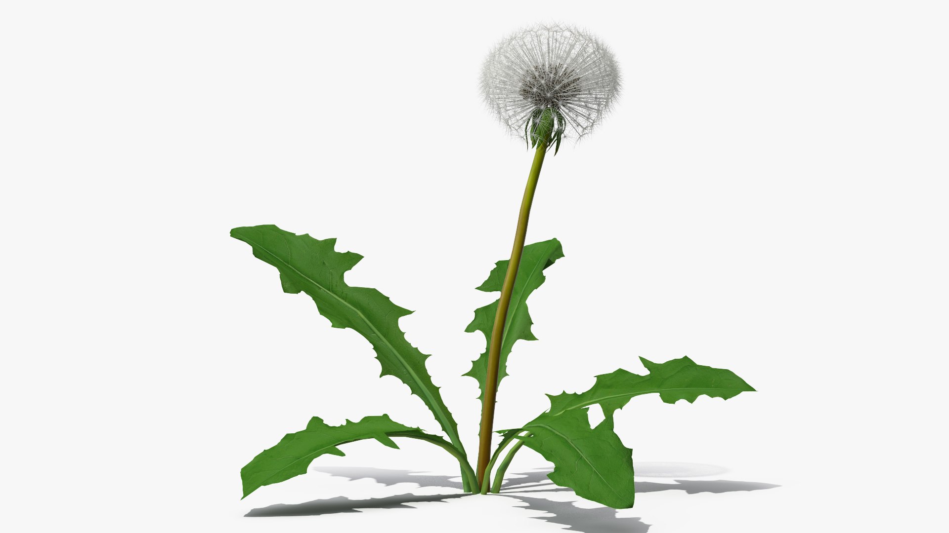 3D ripe dandelion plant https://p.turbosquid.com/ts-thumb/jM/u5hq1Y/8loXA2BD/ripedandelionplantvray3dmodel005/jpg/1588794691/1920x1080/fit_q87/30d188710a87cffefb2f71c8f7e8d52f32481564/ripedandelionplantvray3dmodel005.jpg