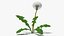 熟したタンポポの植物