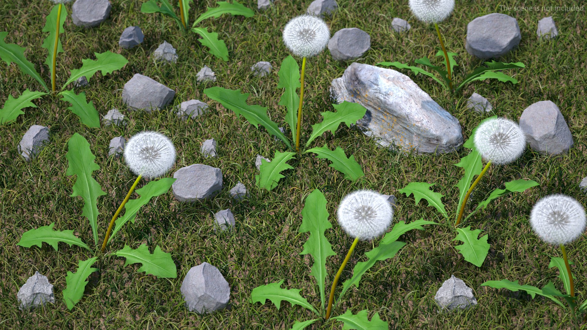 3D ripe dandelion plant https://p.turbosquid.com/ts-thumb/jM/u5hq1Y/F137Ddae/ripedandelionplantvray3dmodel003/jpg/1588794671/1920x1080/fit_q87/96777c6ebd9403ffd950bd9df8710daf57d924fb/ripedandelionplantvray3dmodel003.jpg