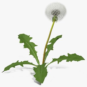 Ripe Dandelion Plant