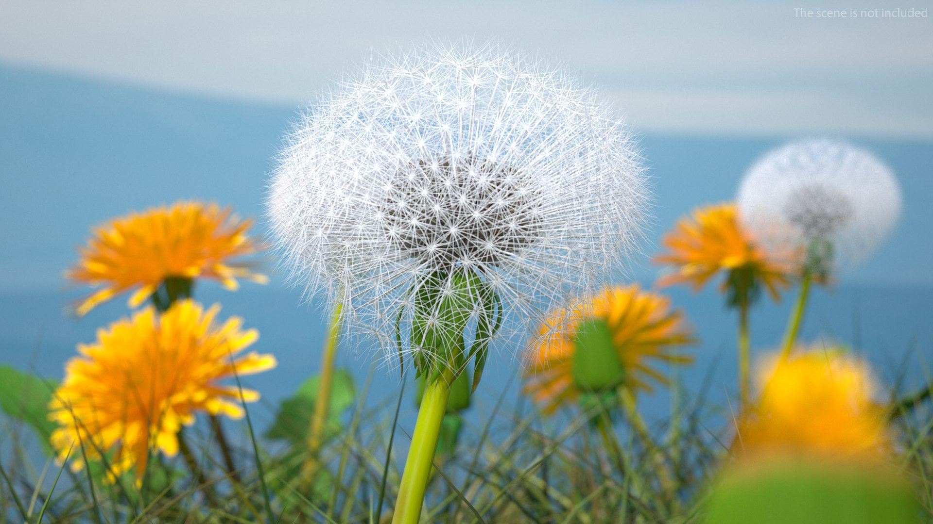 3D ripe dandelion plant https://p.turbosquid.com/ts-thumb/jM/u5hq1Y/Ljbs0fSU/ripedandelionplantvray3dmodel004/jpg/1588794681/1920x1080/fit_q87/b43d4f2819f64e1bf0c17583300b2eee91e41871/ripedandelionplantvray3dmodel004.jpg