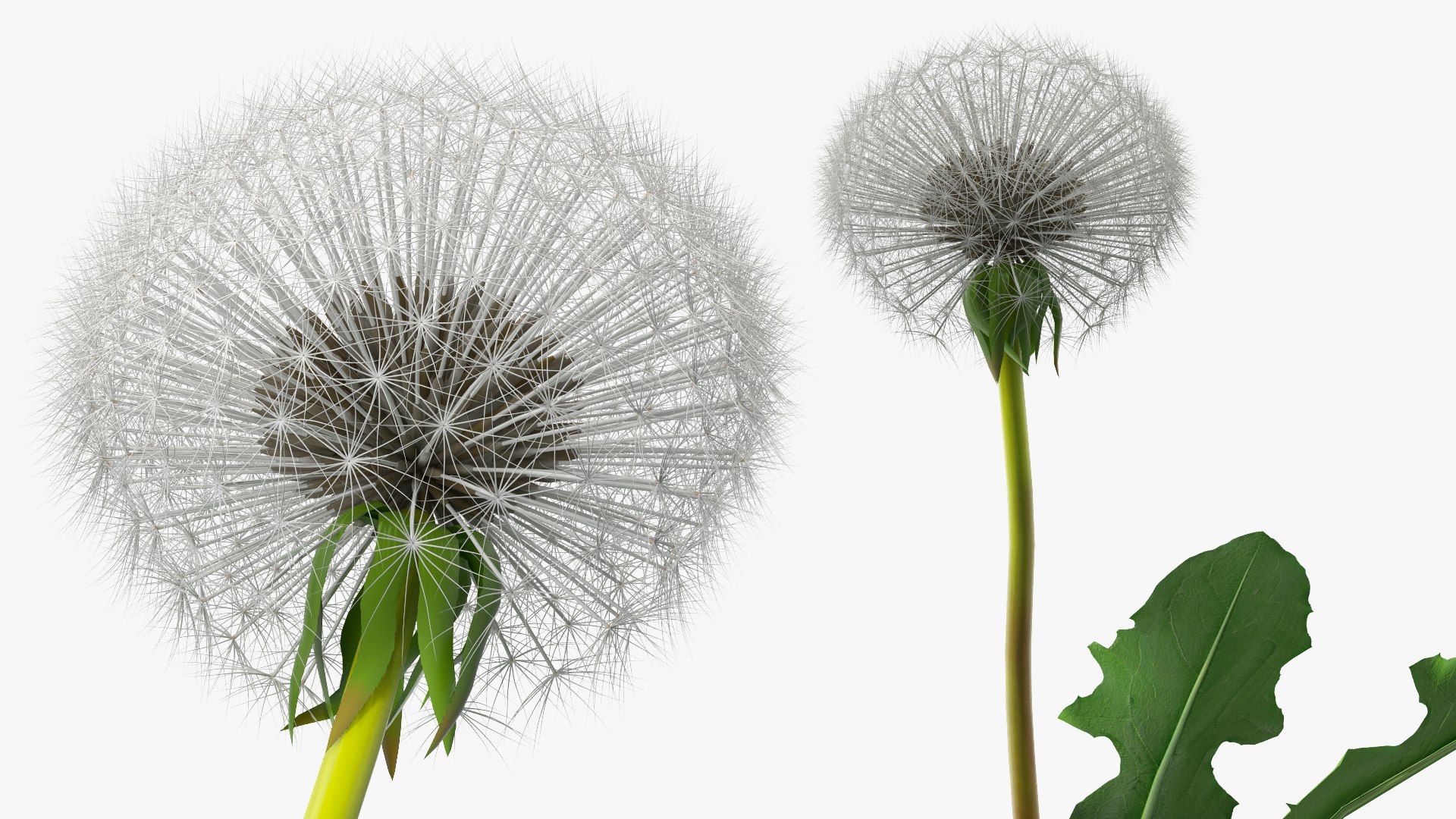 3D ripe dandelion plant https://p.turbosquid.com/ts-thumb/jM/u5hq1Y/PWMdRzdi/ripedandelionplantvray3dmodel010/jpg/1588794736/1920x1080/fit_q87/2025487b3e4c94ea217428050467b13d2d4cb16e/ripedandelionplantvray3dmodel010.jpg