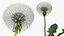 熟したタンポポの植物
