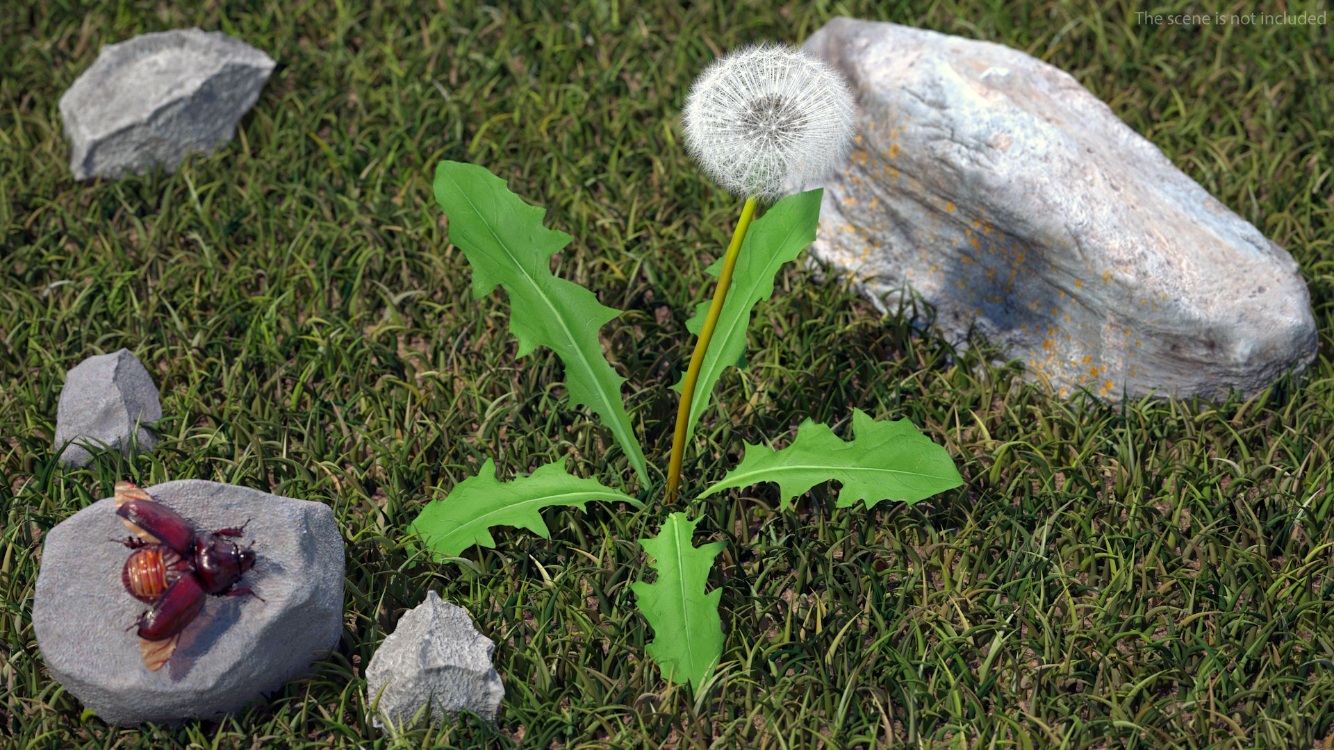 3D ripe dandelion plant https://p.turbosquid.com/ts-thumb/jM/u5hq1Y/RiOjtjwa/ripedandelionplantvray3dmodel002/jpg/1588794659/1920x1080/fit_q87/7b7944043c2a545ac9d3fb1fdd2ab297dd1c37de/ripedandelionplantvray3dmodel002.jpg