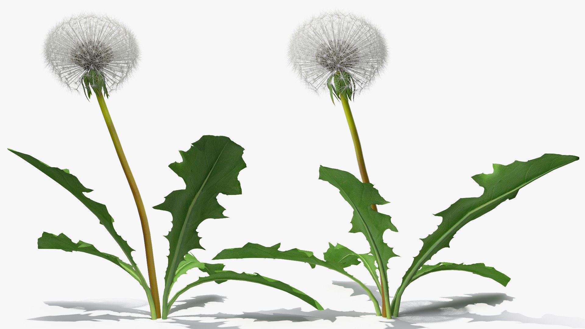 3D ripe dandelion plant https://p.turbosquid.com/ts-thumb/jM/u5hq1Y/XE8qTFjv/ripedandelionplantvray3dmodel006/jpg/1588794700/1920x1080/fit_q87/d940c5f60fdeef30fca686b92f6a2376a0843faf/ripedandelionplantvray3dmodel006.jpg