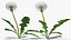 熟したタンポポの植物