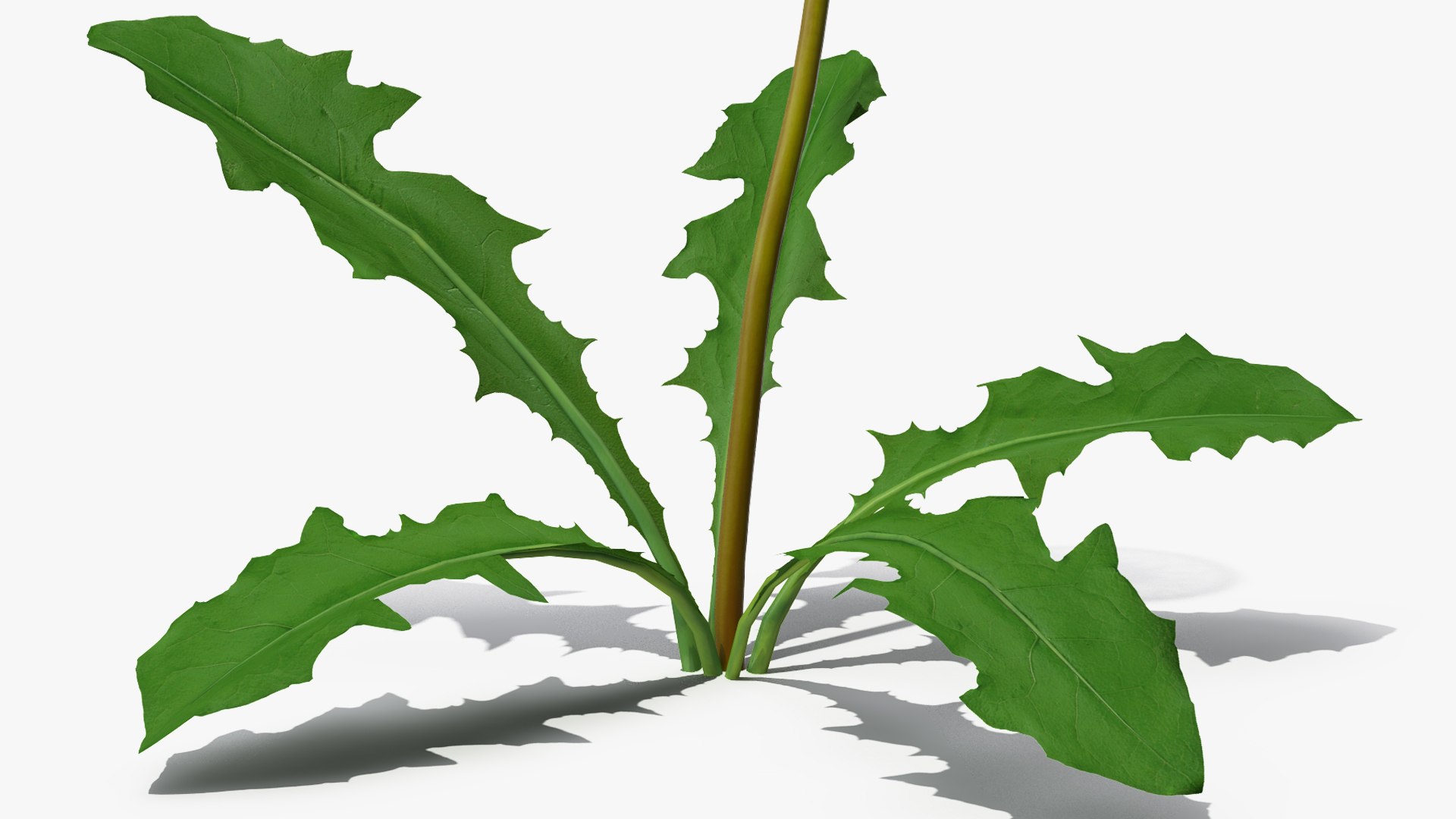 3D ripe dandelion plant https://p.turbosquid.com/ts-thumb/jM/u5hq1Y/lxQQPleI/ripedandelionplantvray3dmodel009/jpg/1588794726/1920x1080/fit_q87/bdf8ca1ef0982f5267d1c1c8e504aa6f8b4102a0/ripedandelionplantvray3dmodel009.jpg