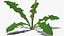 熟したタンポポの植物