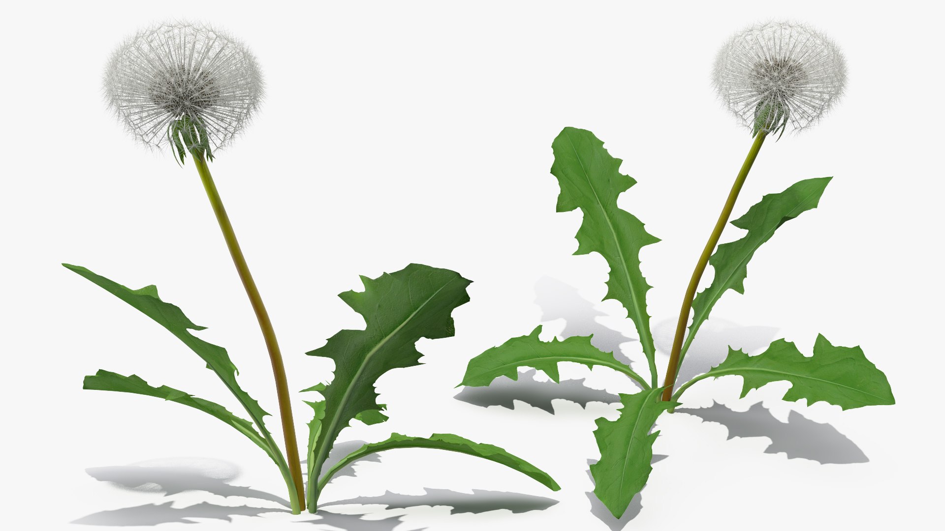 3D ripe dandelion plant https://p.turbosquid.com/ts-thumb/jM/u5hq1Y/p5UIBC3B/ripedandelionplantvray3dmodel007/jpg/1588794708/1920x1080/fit_q87/26c05b25ae35e3c52c7cb45b3887a9d2871360eb/ripedandelionplantvray3dmodel007.jpg