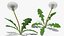 熟したタンポポの植物