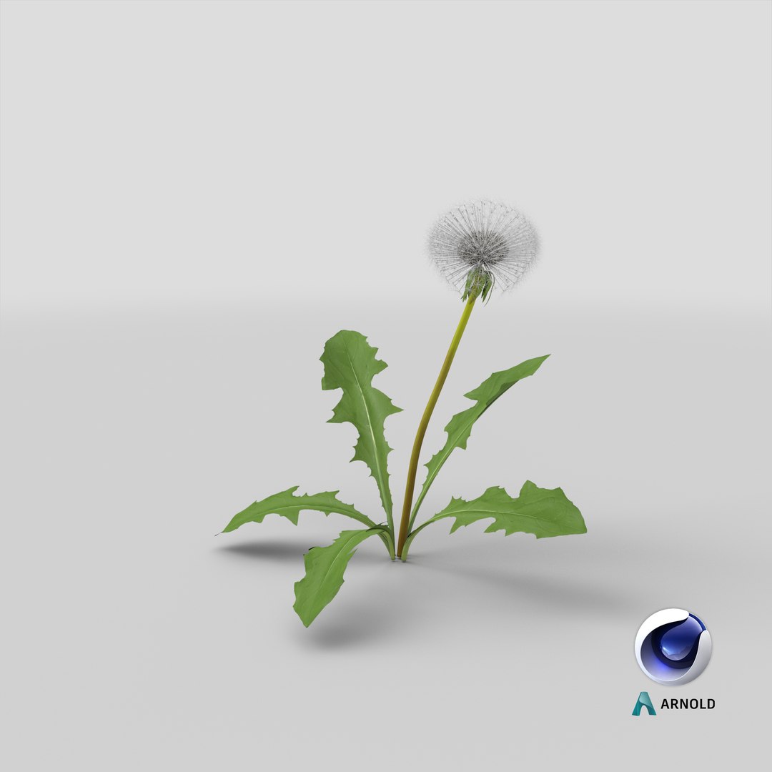 3D ripe dandelion plant https://p.turbosquid.com/ts-thumb/jM/u5hq1Y/pw/stemcell_cinema_4d_arnold_render/png/1621539750/1920x1080/fit_q87/2cacd0cbee758aa060fbd42053ab13b6bde8cc1b/stemcell_cinema_4d_arnold_render.jpg