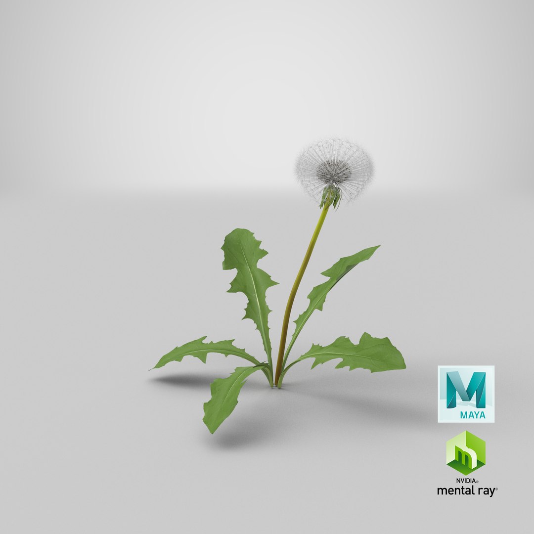 3D ripe dandelion plant https://p.turbosquid.com/ts-thumb/jM/u5hq1Y/uH/stemcell_maya_mental_ray_render/png/1621539771/1920x1080/fit_q87/9f40cae78d00738fee78c61b4640f2630c84df36/stemcell_maya_mental_ray_render.jpg