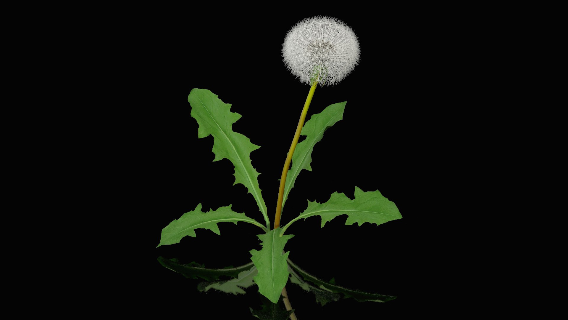 Ripe Dandelion Plant 3D model preview