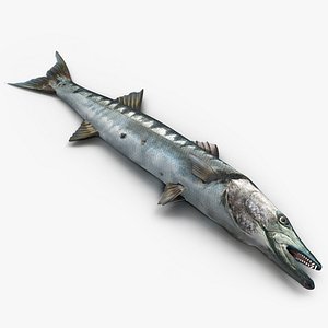 3d barracuda fish lying floor model