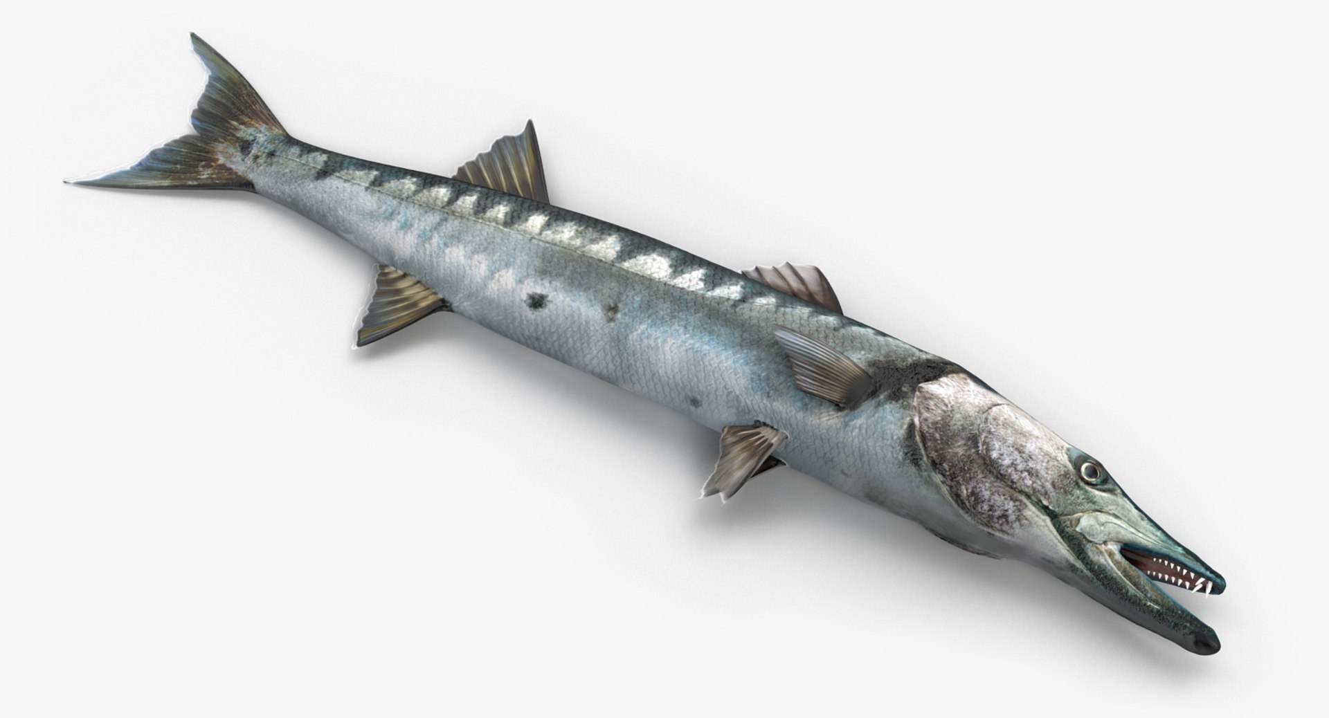 Barracuda Fish Lying on the Floor 3D Model preview