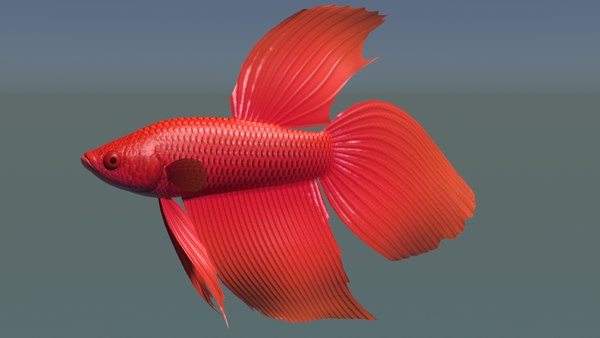 3d red betta model