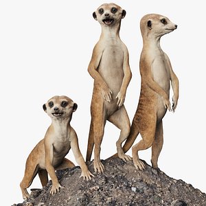 Meerkat Rigged 3D model