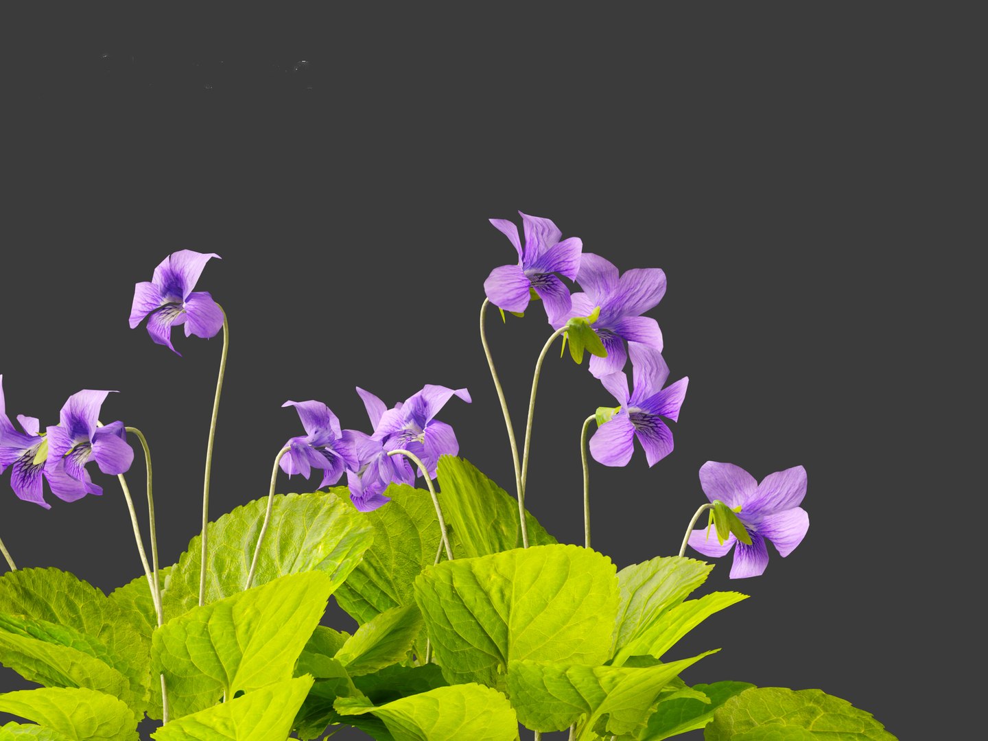 Viola Sororia- Woolly Blue Violet Model - TurboSquid 2141659