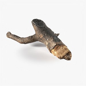 Branch Scanned  3 StemCell 3D model