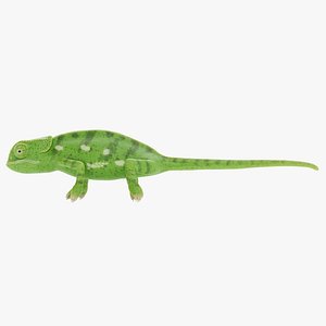 3D model Flap Necked Chameleon