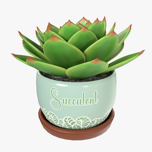 Home Plant