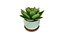 3D Home Plant