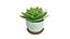 3D Home Plant