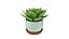 3D Home Plant