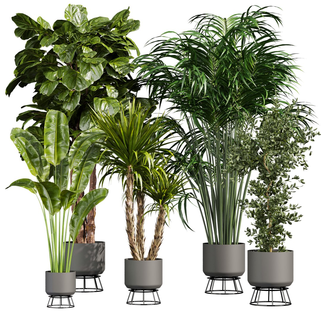 Ultimate Plant Collection – 42 High-Quality 3D Plant Models 3D https://p.turbosquid.com/ts-thumb/jN/kcAURB/8K/744/jpg/1769531365/1920x1080/fit_q87/5d07f0b48f664004099fb902e2b6711013ca2087/744.jpg