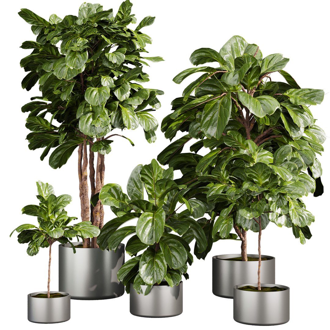 Ultimate Plant Collection – 42 High-Quality 3D Plant Models 3D https://p.turbosquid.com/ts-thumb/jN/kcAURB/Kh/661/jpg/1769531362/1920x1080/fit_q87/612b930b4702e6869b86549ddbfd405ea67f4b59/661.jpg