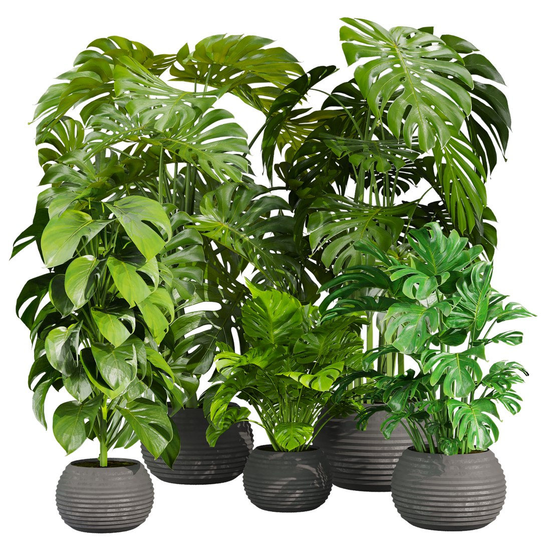 Ultimate Plant Collection – 42 High-Quality 3D Plant Models 3D https://p.turbosquid.com/ts-thumb/jN/kcAURB/U5/670/jpg/1769531363/1920x1080/fit_q87/6788d6e5f5e01049ac9f87ecd015eaf4c28d90f5/670.jpg