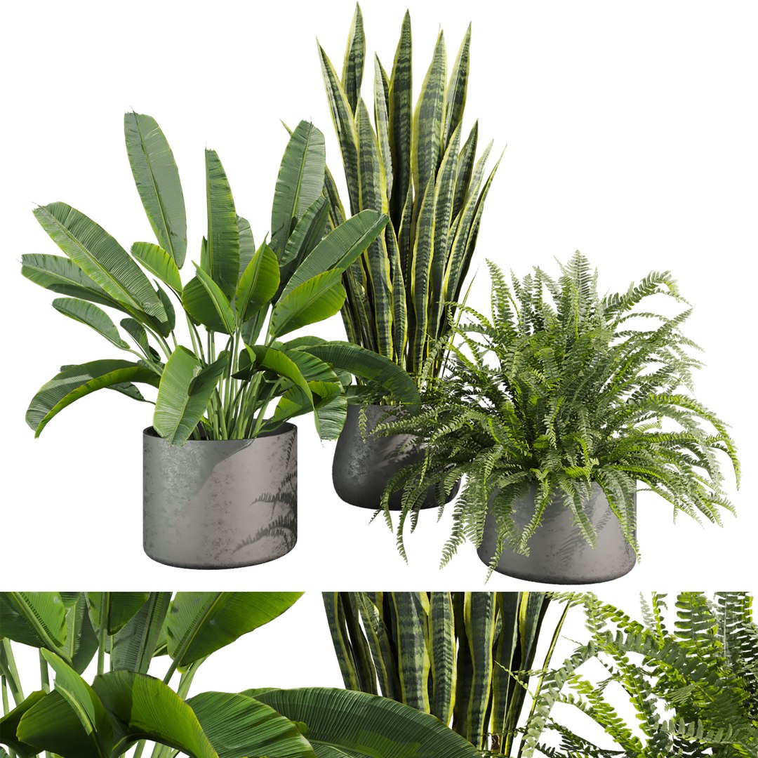 Ultimate Plant Collection – 42 High-Quality 3D Plant Models 3D https://p.turbosquid.com/ts-thumb/jN/kcAURB/hv/746/jpg/1769531376/1920x1080/fit_q87/a44c771e50c51dc978ea478fba0694cdc347879f/746.jpg