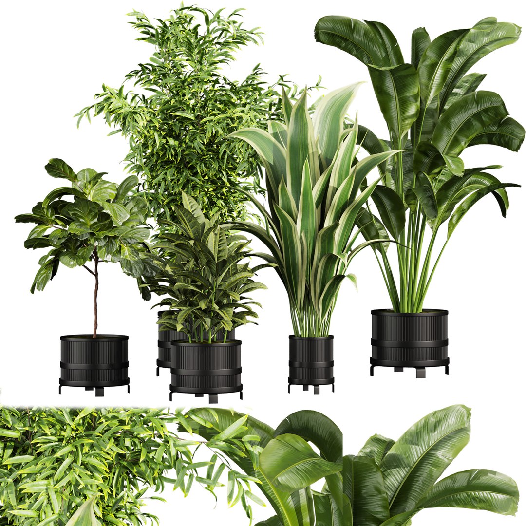 Ultimate Plant Collection – 42 High-Quality 3D Plant Models 3D https://p.turbosquid.com/ts-thumb/jN/kcAURB/jJ/665/jpg/1769531363/1920x1080/fit_q87/4997f260adfcc35908587ce56b21a313715dc0a8/665.jpg
