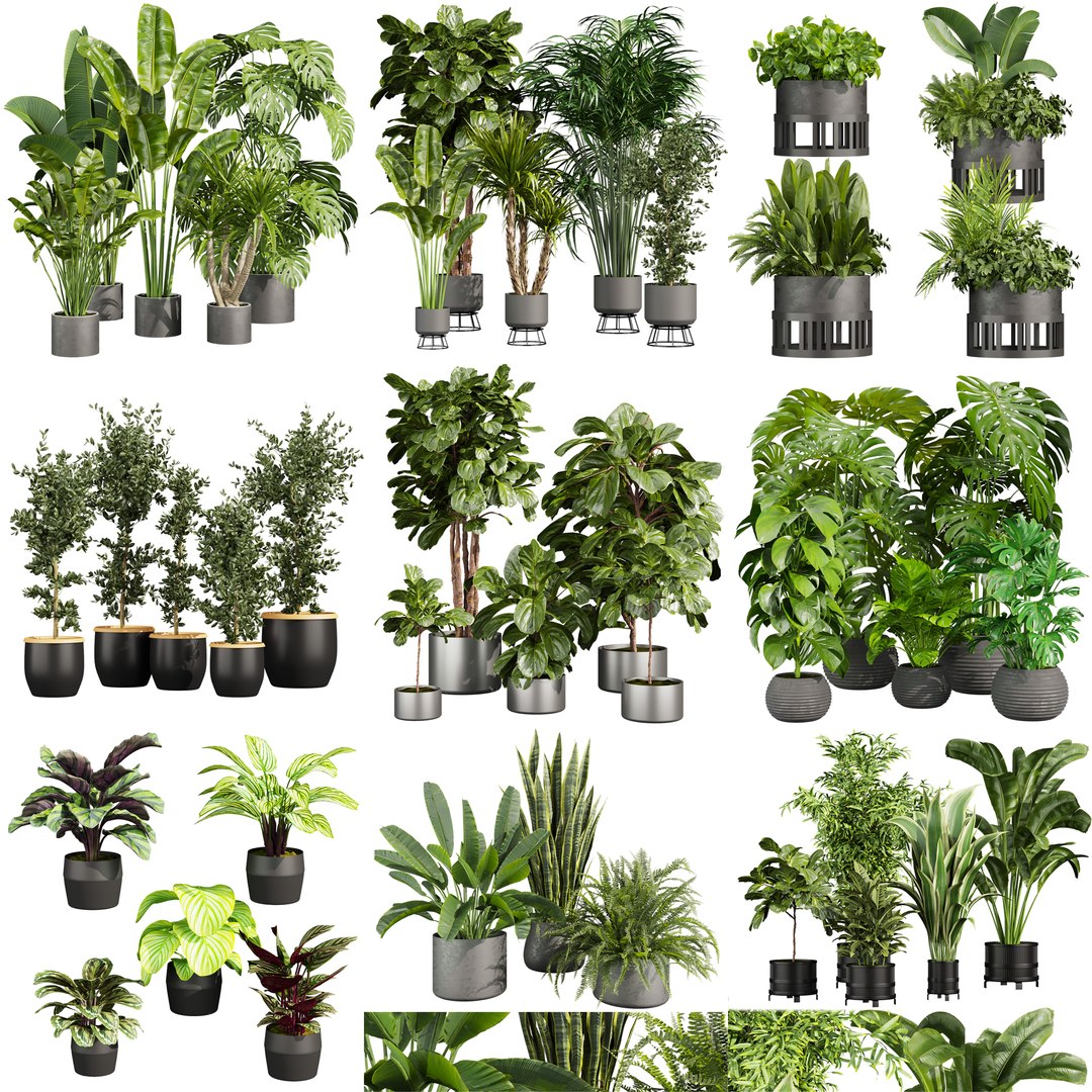 Ultimate Plant Collection – 42 High-Quality 3D Plant Models 3D https://p.turbosquid.com/ts-thumb/jN/kcAURB/sk/final01/jpg/1769531312/1920x1080/fit_q87/44ad6d698ad68b69c3f1804433fb80cb15a6d3af/final01.jpg