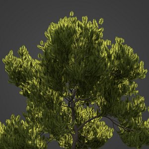 2021 PBR Mugo Pine Collection - Pinus Mugo