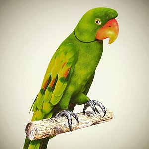 Green Parrot