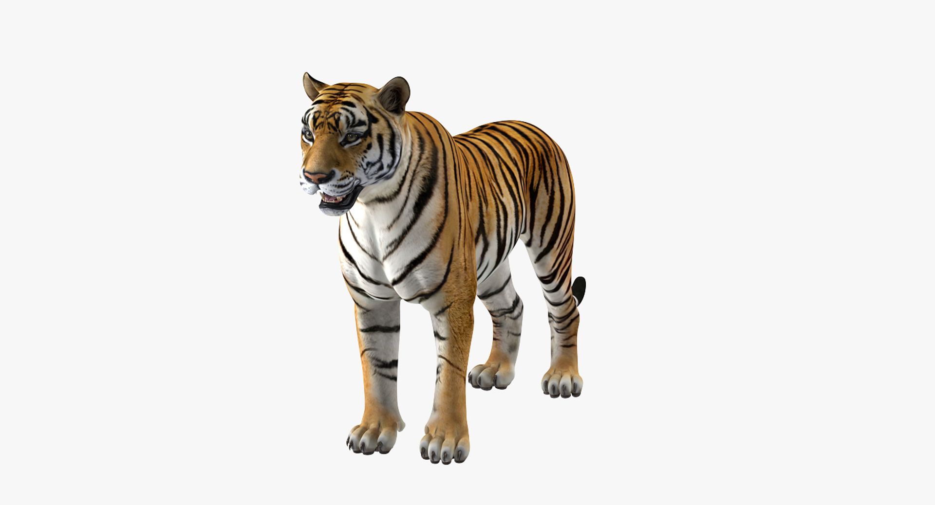 Rigged African Animals Collection 9 3D https://p.turbosquid.com/ts-thumb/jN/u6khqs/Qw/tiger_rigged_360/jpg/1619591927/1920x1080/turn_fit_q99/16acf0e0e36910fe4d79c3cd8da74b7fd6812cb8/tiger_rigged_360-1.jpg
