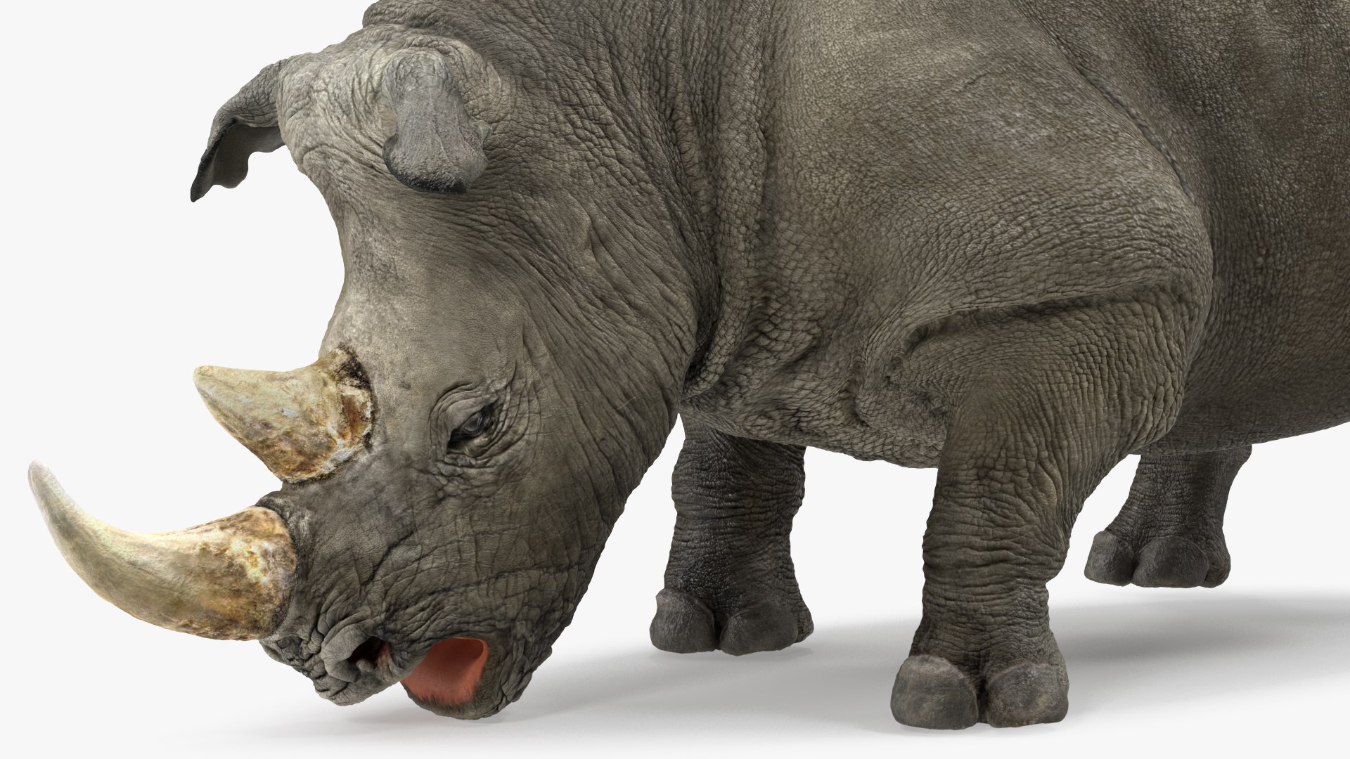 Rigged African Animals Collection 9 3D https://p.turbosquid.com/ts-thumb/jN/u6khqs/mI/riggedafricananimalscollection93dsmodel040/jpg/1619581874/1920x1080/fit_q87/4bc5489978a1848bdc55928867a6942318fed8f3/riggedafricananimalscollection93dsmodel040.jpg
