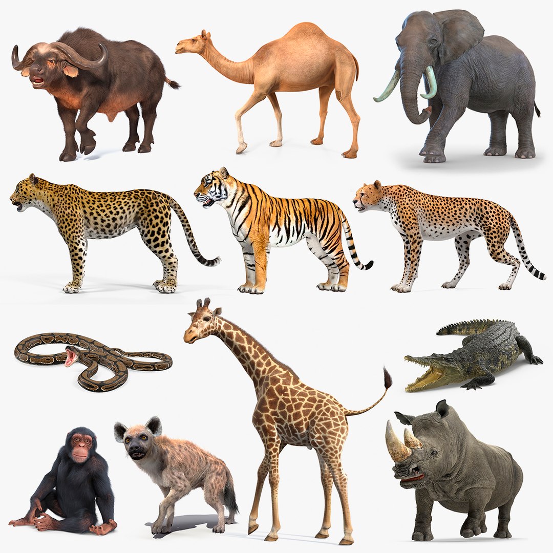 Rigged African Animals Collection 9(1) 3D model preview