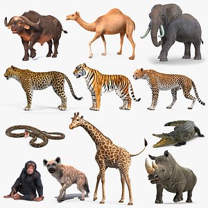 Rigged African Animals Collection 9 3D