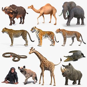 Rigged African Animals Collection 9(1)