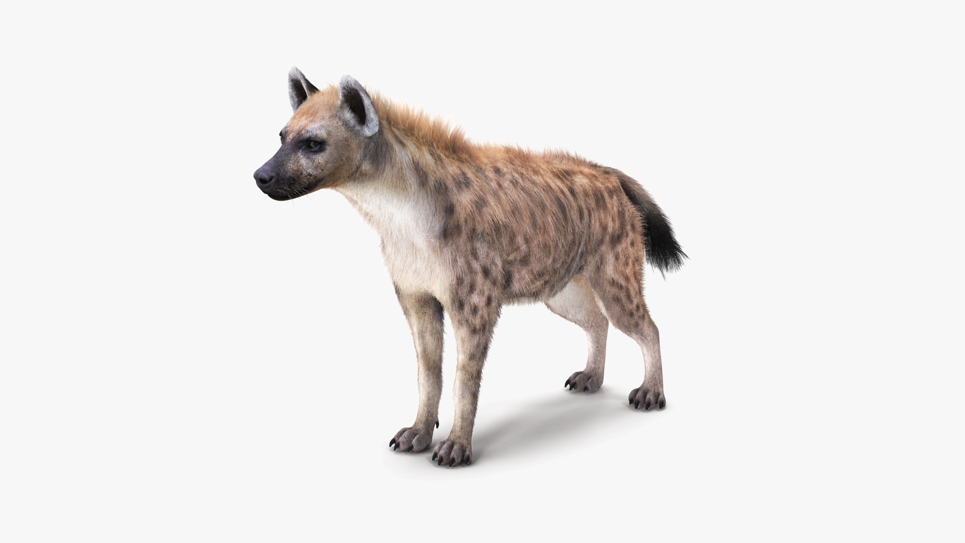 Rigged African Animals Collection 9 3D https://p.turbosquid.com/ts-thumb/jN/u6khqs/sC/hyena_fur_rigged_360/jpg/1619583171/1920x1080/turn_fit_q99/cc4f369b29021e115aa757757b5e932c04908298/hyena_fur_rigged_360-1.jpg