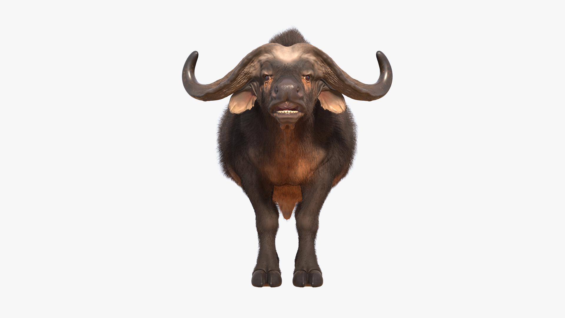 Rigged African Animals Collection 9 3D https://p.turbosquid.com/ts-thumb/jN/u6khqs/uT/cape_buffalo_african_buffalo_with_fur_rigged_360/jpg/1619588107/1920x1080/turn_fit_q99/53830958021ac6a73d0cf1e123eca2fa874c4299/cape_buffalo_african_buffalo_with_fur_rigged_360-1.jpg