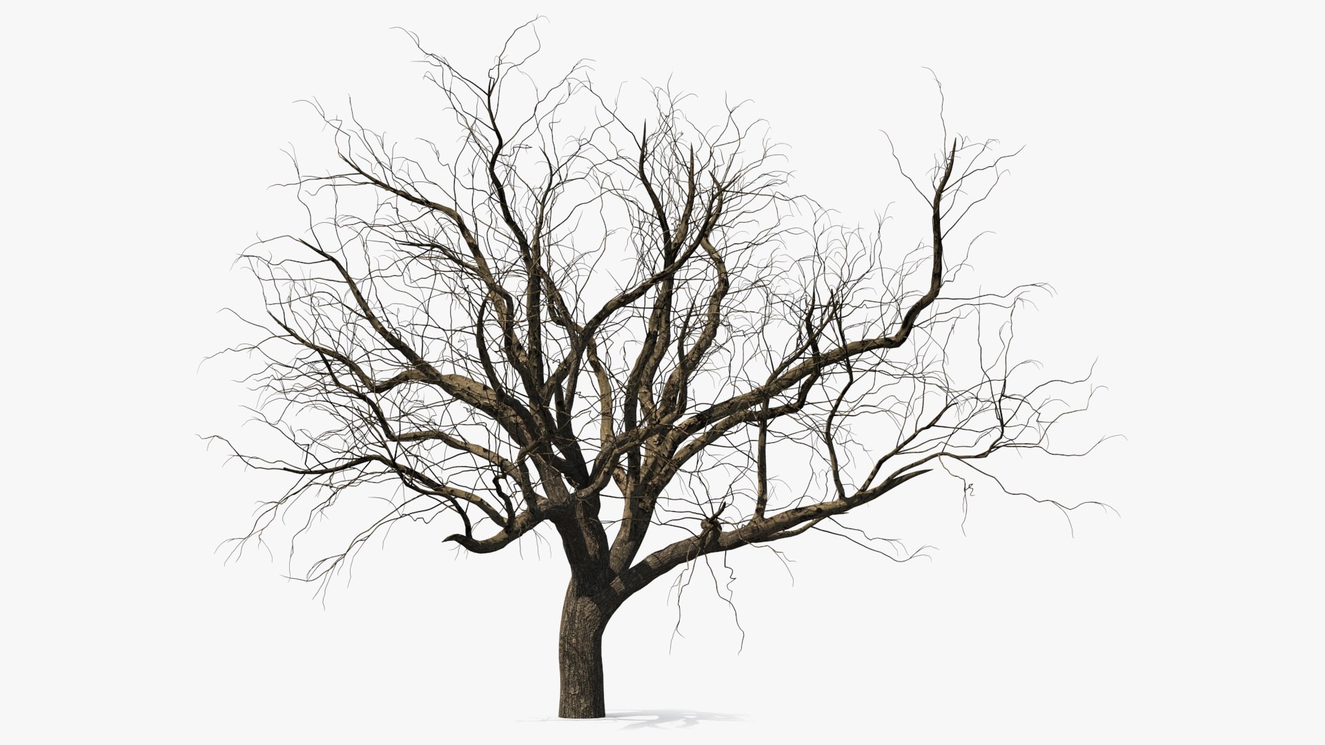 Winter Peach Tree 3D model preview