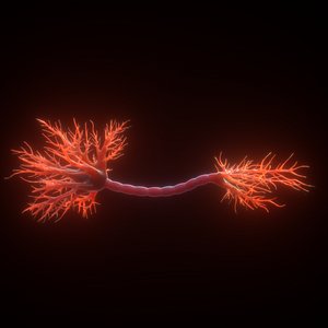 3D neuron human anatomy model
