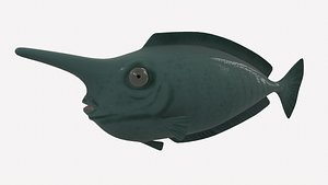 animation swimming model