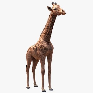 3D model realistic giraffe