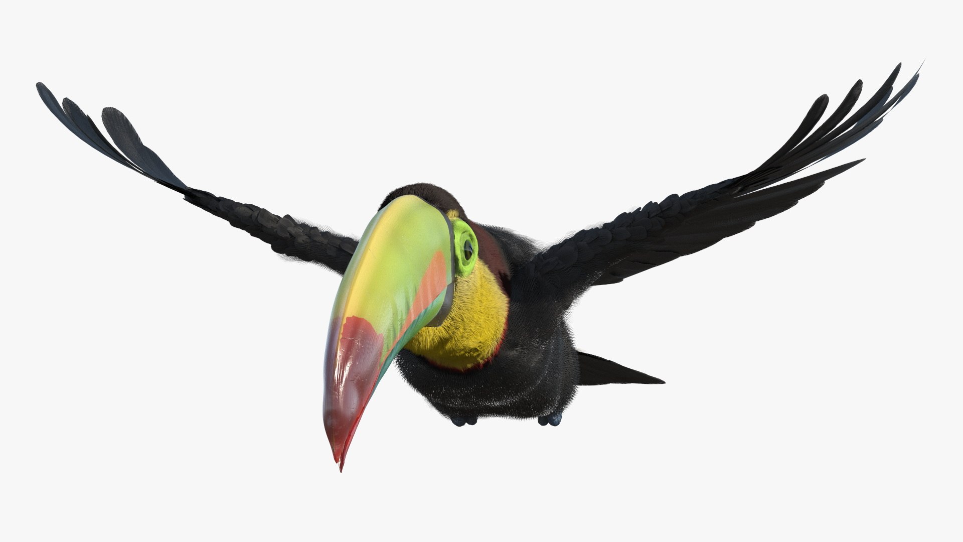 3D Flying Keel Billed Toucan Fur https://p.turbosquid.com/ts-thumb/jO/ma1cFt/7m/flying_keel_billed_toucan_fur_005/jpg/1756463523/1920x1080/fit_q87/51e83760d5335ed30b79031d0d123edd1aeaad97/flying_keel_billed_toucan_fur_005.jpg