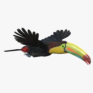 3D Flying Keel Billed Toucan Fur