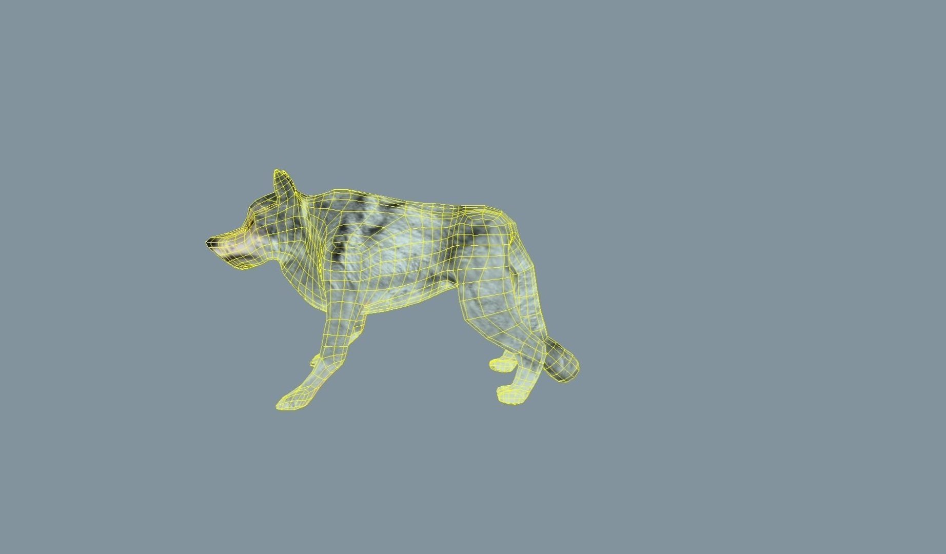 3D wolf low-poly https://p.turbosquid.com/ts-thumb/jO/ubvDEW/Ej9nGTBJ/w5/jpg/1596100626/1920x1080/fit_q87/67f32120e752ef8be96d811c35f3b0cc1e631a93/w5.jpg